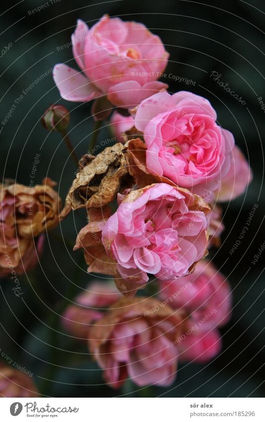 rosy Plant Rose Blossom Blossoming Fragrance Faded To dry up Beautiful Brown Pink Moody Endurance Unwavering Sadness Contentment Threat Nature Grief Transience