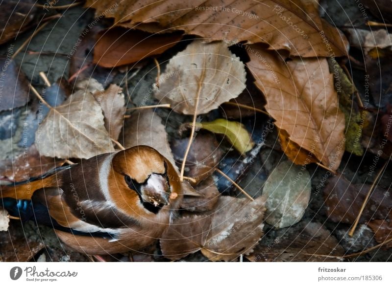 magic hood Nature Leaf Animal Bird 1 To feed Brown Yellow Hawfinch Copy Space right Copy Space top Autumn Colour photo Exterior shot Close-up Day