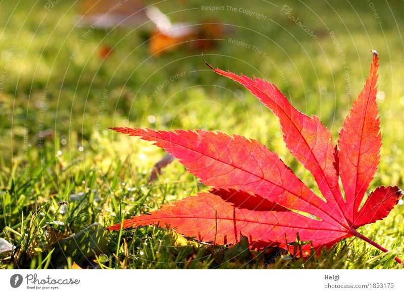 Happy birthday... | in the spotlight II Environment Nature Plant Autumn Beautiful weather Grass Leaf Maple leaf Rachis Garden Illuminate Lie To dry up Esthetic