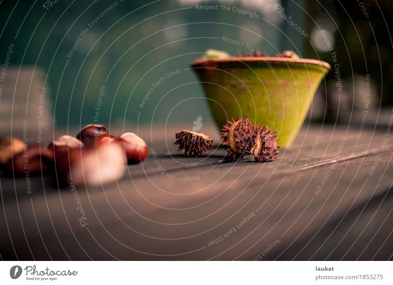 autumn Autumn Relaxation Hiking Warmth Brown Green Romance Calm Nature Eating chestnuts Subdued colour Exterior shot Close-up Deserted Copy Space right Evening