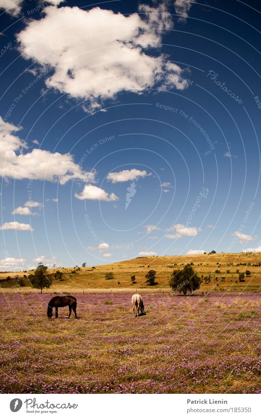 really kitschy! Landscape Air Sky Clouds Beautiful weather Plant Blossom Meadow Hill Animal Horse 2 Animal family Kitsch Australia Blue Blue sky Warm colour