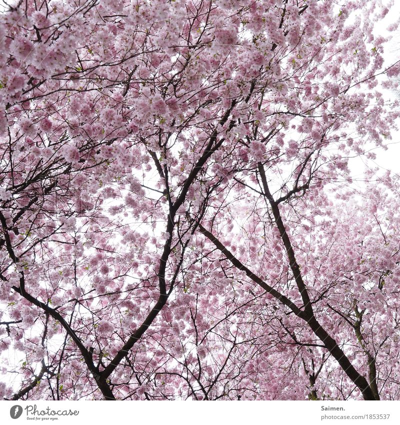 cotton candy branches Nature Cuddly Esthetic Contentment Almond tree Almond blossom Tree Branch Soft Smooth Asia Natural Calm Pink Colour photo Exterior shot