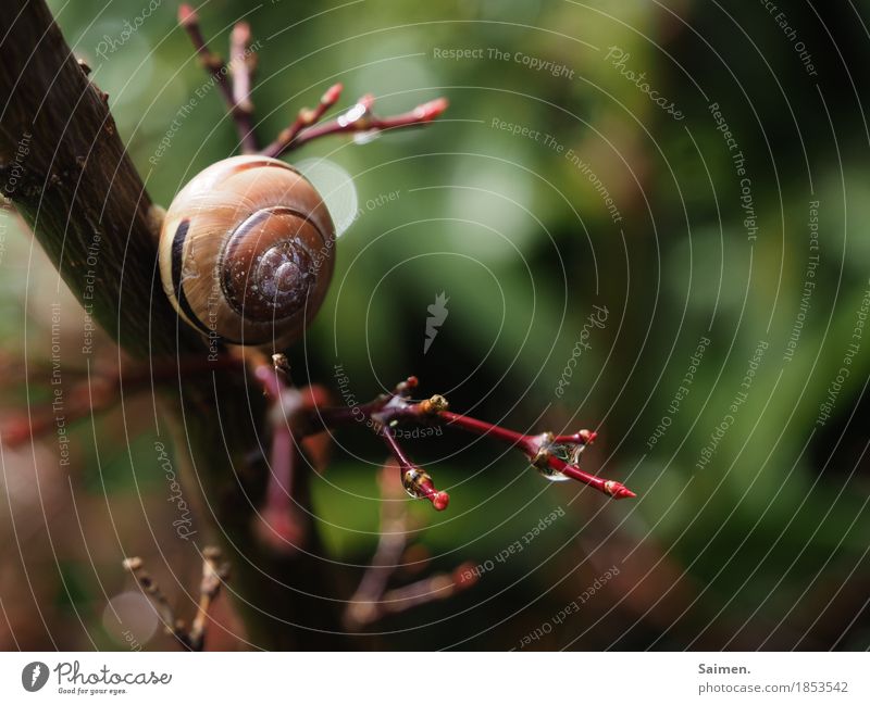 Slow Nature Bad weather Plant Endurance Snail Snail shell Pattern Branch Animal Slowly Colour photo Multicoloured Exterior shot Close-up Detail Copy Space right