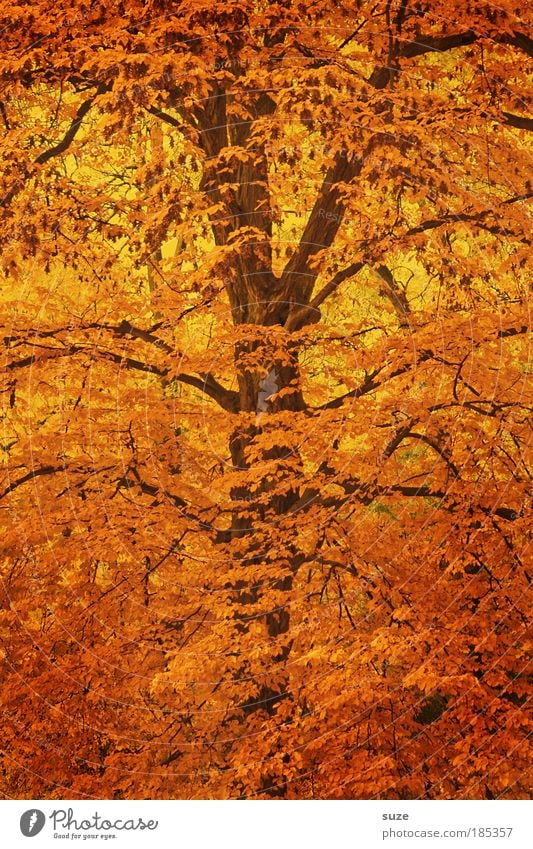 Branch Environment Nature Autumn Tree Leaf Esthetic Gold Emotions Time Autumn leaves Autumnal Seasons Deciduous forest Treetop Early fall Automn wood