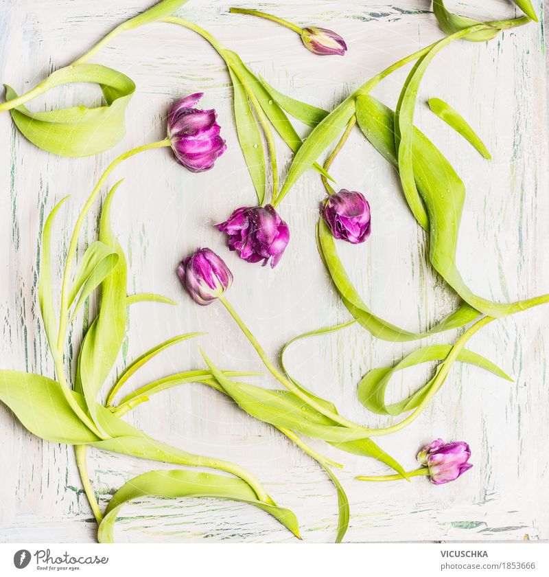 Pretty purple tulips pattern Elegant Style Design Decoration Event Feasts & Celebrations Valentine's Day Mother's Day Nature Plant Spring Tulip Leaf Blossom
