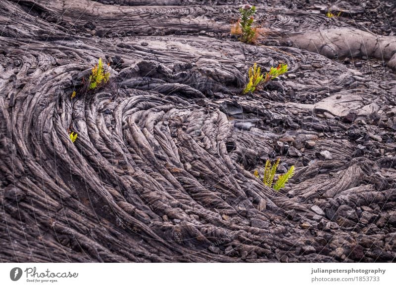 Closeup of cold lava pattern with plants Vacation & Travel Ocean Island Nature Landscape Park Rock Volcano Stone Growth Dark Natural New Gray Green Black