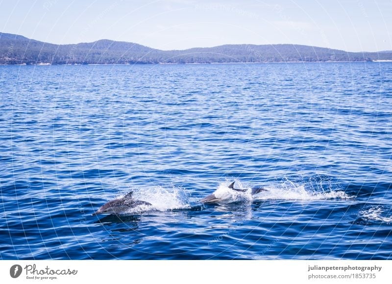 Dolphins jumping at Maria Island Happy Beautiful Life Playing Tourism Cruise Summer Beach Ocean Group Nature Animal Sand Coast Ferry Wild animal