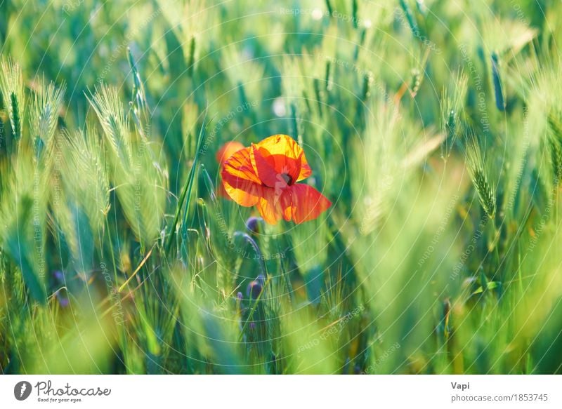 Red poppy on the green field Summer Sun Environment Nature Landscape Plant Weather Beautiful weather Flower Grass Leaf Blossom Wild plant Garden Park Meadow