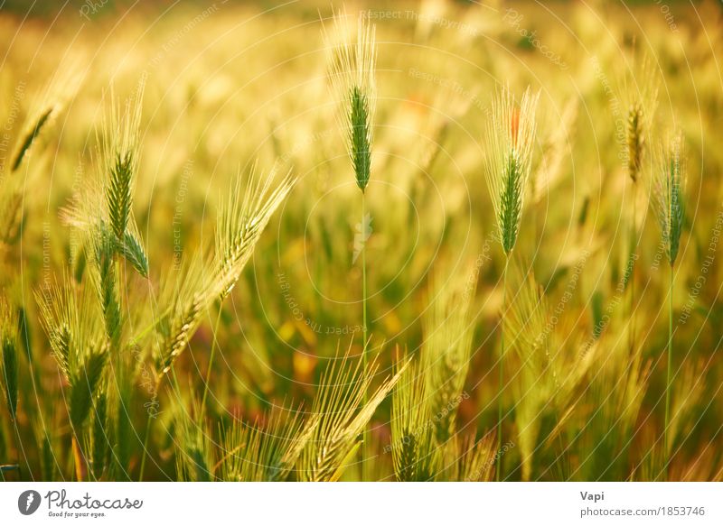 Field of grass on sunset Summer Sun Environment Nature Landscape Plant Sunrise Sunset Climate Beautiful weather Grass Wild plant Meadow Growth Bright Yellow