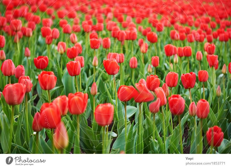 Field of beautiful red tulips Summer Garden Group Nature Landscape Plant Spring Flower Tulip Leaf Blossom Park Meadow Growth Bright Green Pink Red Colour Farm