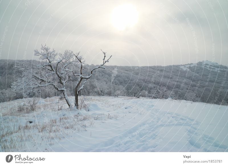 Winter landscape- icy forest Vacation & Travel Tourism Trip Adventure Sun Snow Winter vacation Mountain Christmas & Advent Environment Nature Landscape Sky
