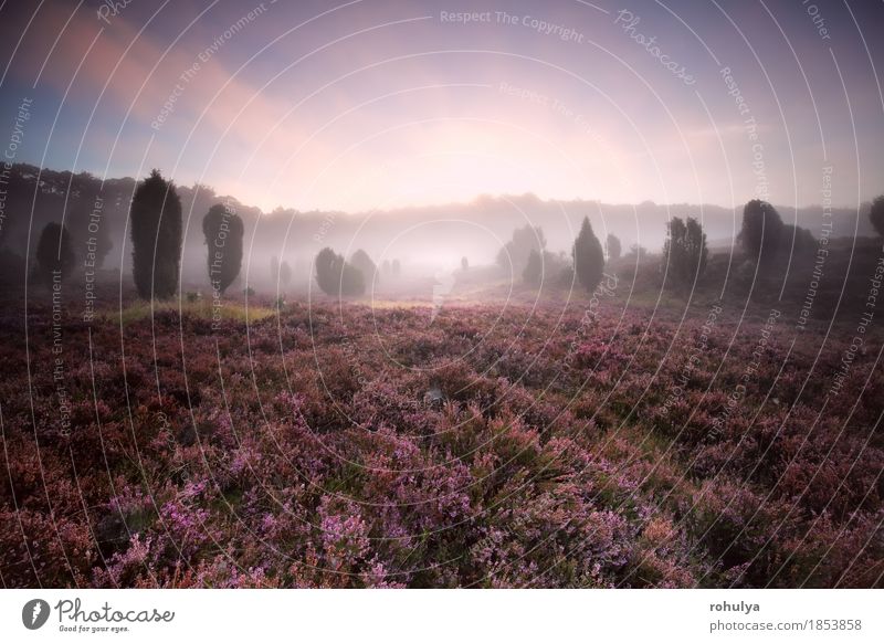 flowering heather during foggy sunrise Summer Nature Landscape Plant Sky Fog Tree Flower Blossom Meadow Forest Hill Wild Pink Serene Mountain heather Purple