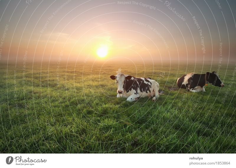relaxed cows on pasture at sunrise Summer Sun Nature Landscape Animal Sky Fog Grass Meadow Farm animal Cow Green Serene Cattle Sunset Pasture Rural field gold
