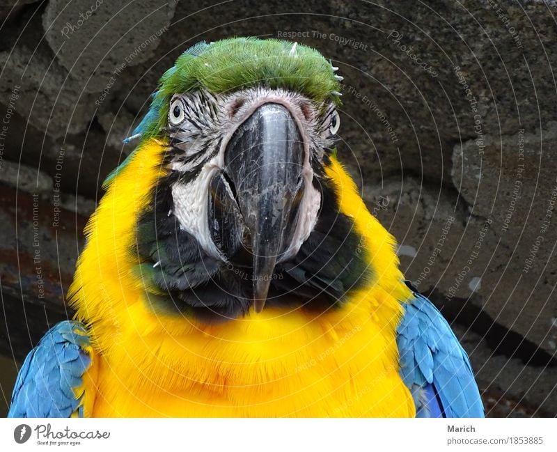 Yellow-chested macaw in portrait Bird Animal face 1 Friendliness Blue Colour photo Exterior shot Close-up Day Portrait photograph Animal portrait Front view
