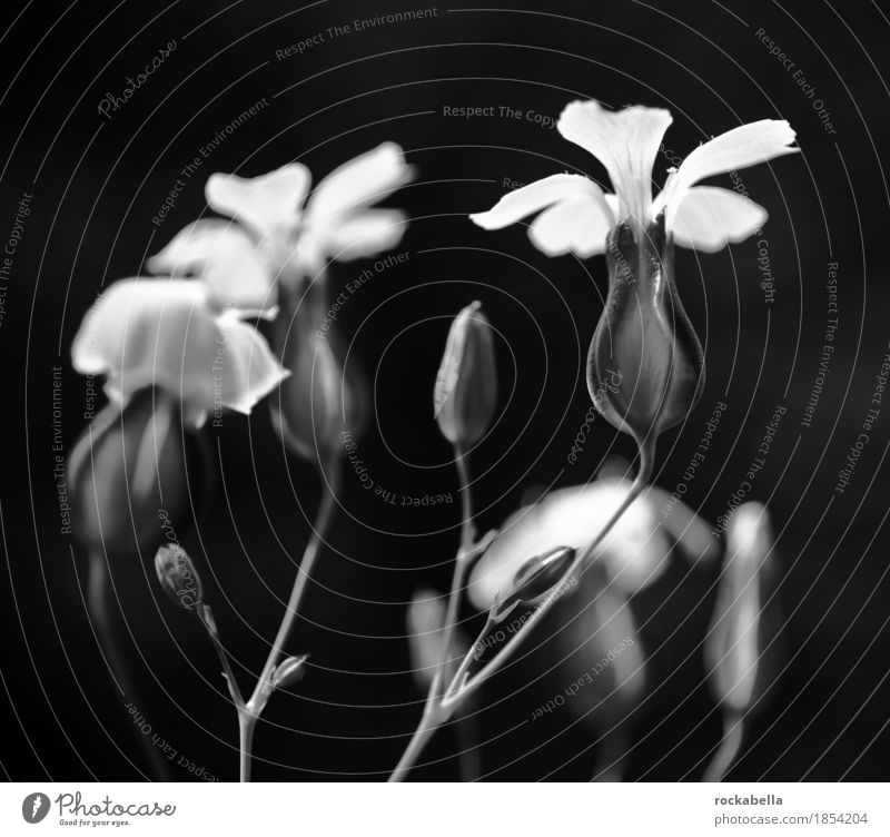 meadow flower Nature Plant Spring Summer Flower Blossom Blossoming Growth Black & white photo Exterior shot Close-up Deserted Light Shadow