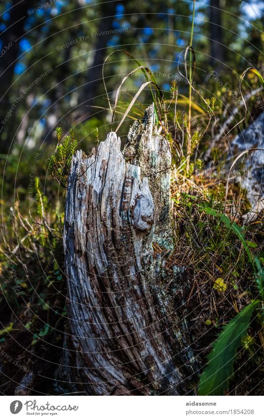 wood breakage Nature Plant Sun Sunlight Beautiful weather Tree Forest Emotions Bravery Optimism Calm Tree trunk Broken Moss Colour photo Exterior shot Deserted