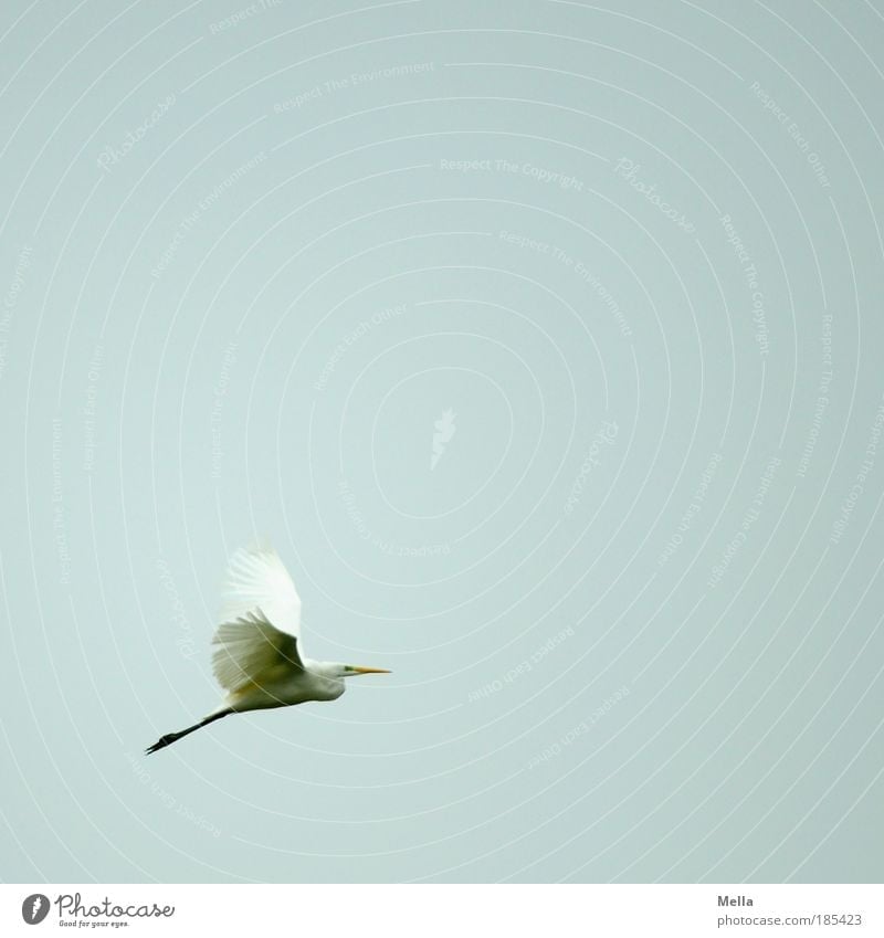 I believe I can fly Nature Animal Air Sky Bird Great egret 1 Flying Elegant Free Natural Gray White Moody Calm Longing Wanderlust Esthetic Movement Freedom Ease
