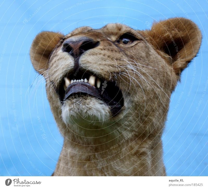 real or fake... Wild animal Pelt Lioness Muzzle Fang Big cat Cat Ear Exterior shot Day