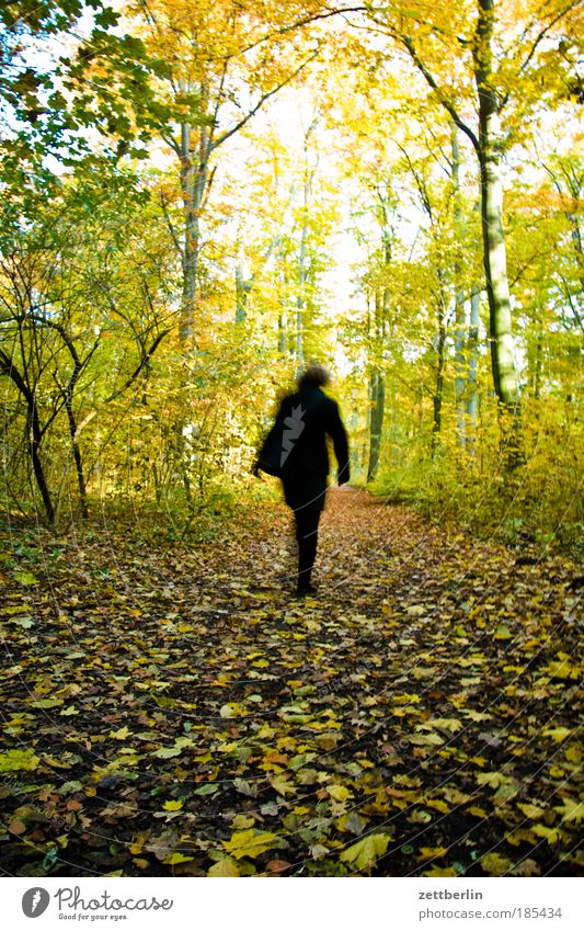 stroll Leaf Multicoloured Gold October Autumn Autumnal Seasons Autumn leaves November plänterwald Human being Woman Walking Running sports Going Hiking