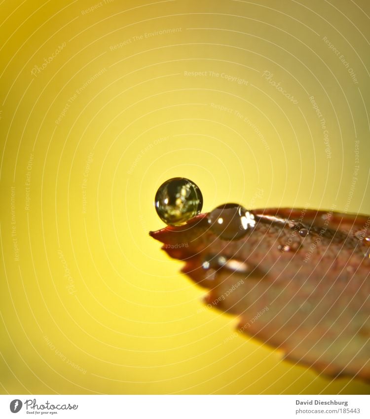World of pearls Environment Nature Drops of water Autumn Climate Rain Plant Leaf Brown Yellow Silver Sphere Round Circle Prongs Glittering Natural Dew