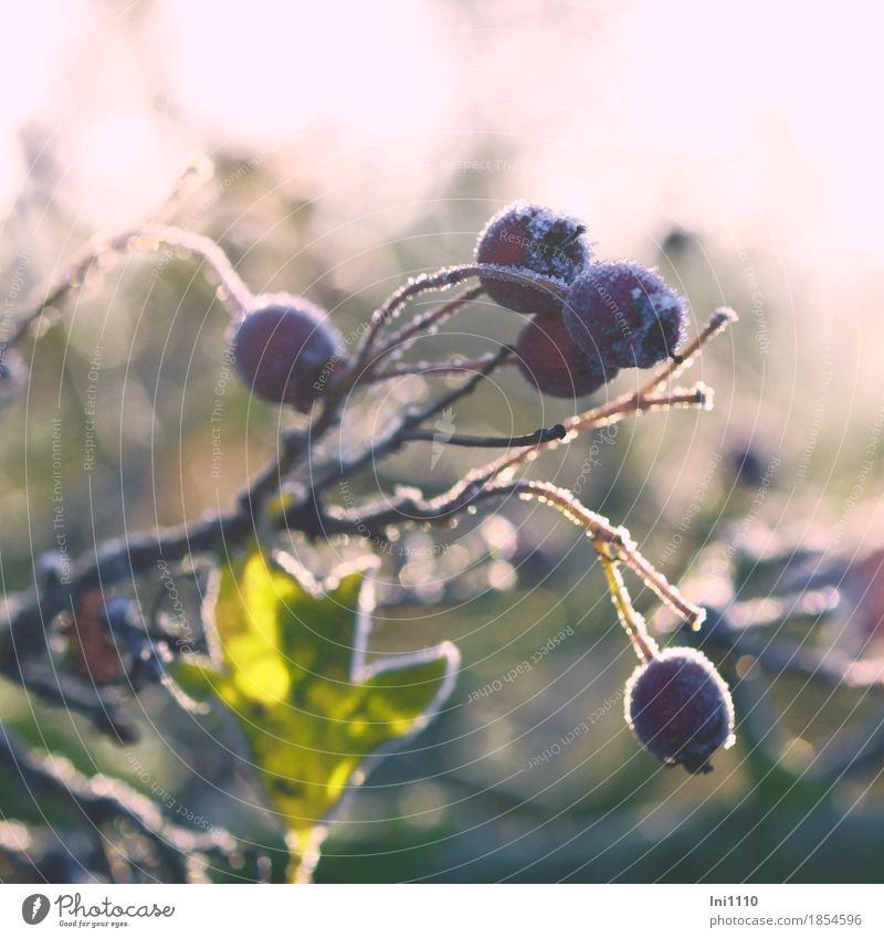 rose hips Air Sunlight Autumn Beautiful weather Ice Frost Bushes Leaf Dog rose Garden Park Field Cold Natural Brown Yellow Gray Green Pink Black White