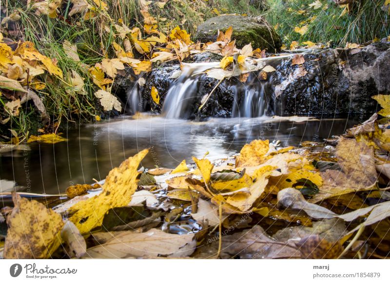 Just flush it down, then it's gone, the fall. Nature Water Autumn Leaf Autumn leaves Brook Waterfall Yellow Gold Fatigue Loneliness Autumnal Transience