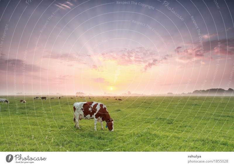 cow grazing on pasture at dramatic sunrise Summer Nature Landscape Animal Sky Fog Grass Meadow Farm animal Cow To feed Green Cattle Pasture Rural field beam