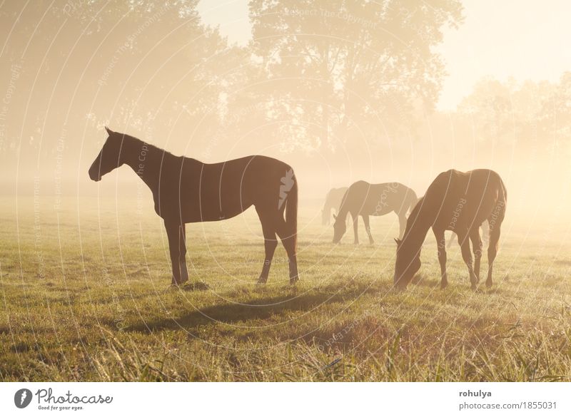 few horse silhouettes grazing on pasture Summer Nature Landscape Animal Fog Grass Meadow Farm animal Horse Herd To feed Serene sunny sunshine fewm Pasture Rural
