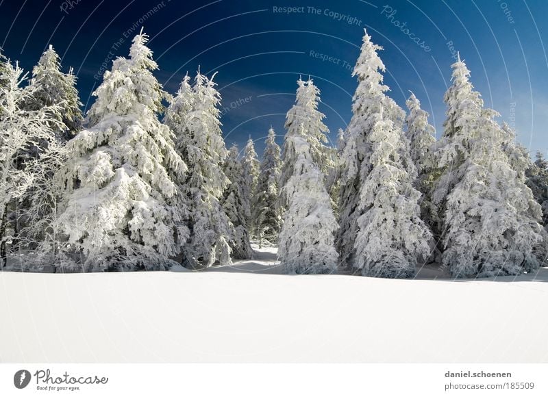 Text space below Vacation & Travel Tourism Winter Snow Winter vacation Mountain Nature Cloudless sky Weather Beautiful weather Ice Frost Tree Forest Blue White