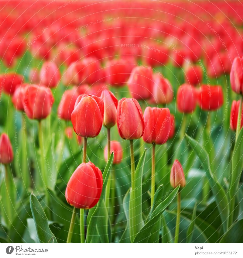 Field of beautiful red tulips Vacation & Travel Summer Garden Group Nature Landscape Plant Spring Flower Tulip Leaf Blossom Park Meadow Growth Bright Green Pink