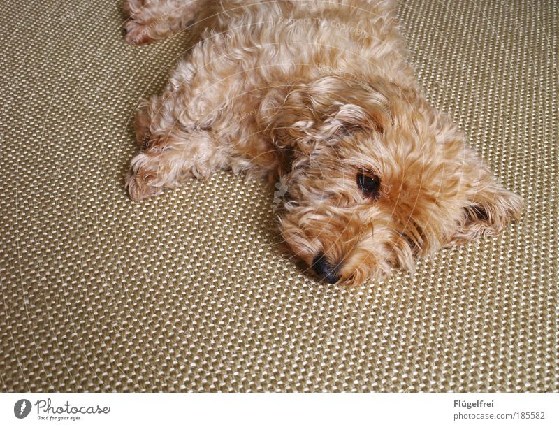 ball of fur on carpet Pet Dog 1 Animal Small Dachshund Cozy Adjustment Sleep Dream Harmonious Sweet Cute Relaxation Beige Dreamily Ground Carpet