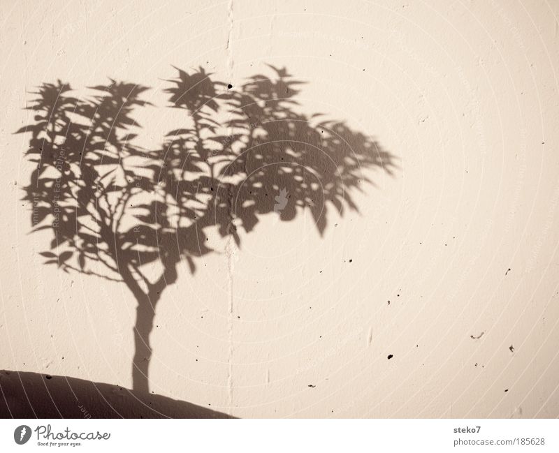 shade plant Nature Plant Tree Wall (barrier) Wall (building) Growth Orange tree Simple Black & white photo Beautiful weather Warmth Mediterranean Shadow