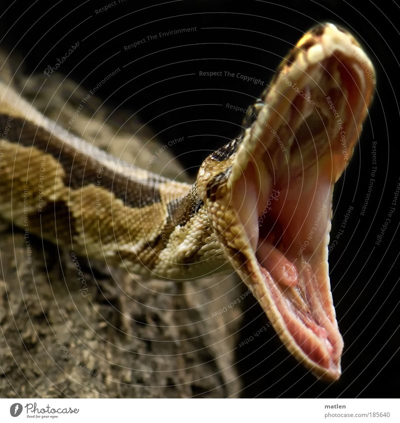 AAA-SAGEN Skin Mouth Animal Snake 1 Aggression Threat Exotic Near Appetite Dangerous Voracious Boredom Distend Warming up row of teeth jaw angle Interior shot