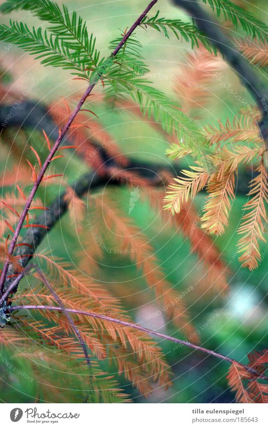 cedar Trip Nature Autumn Tree Exotic Park Faded Natural Wild Brown Green Red Colour Transience Dyeing Coniferous trees Colour photo Exterior shot Pattern