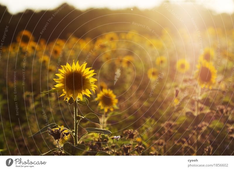 Summer memory against November grey! Nature Landscape Flower Blossom Field Friendliness Happiness Round Warmth Yellow Gold Contentment Joie de vivre (Vitality)