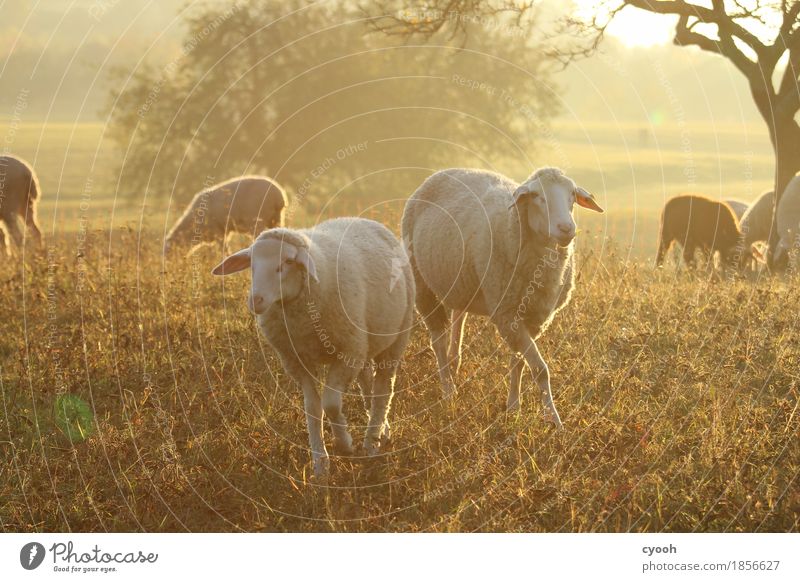 sheep idyll for two Nature Landscape Meadow Farm animal 2 Animal Group of animals Herd To feed Free Happy Soft Contentment Joie de vivre (Vitality) Relaxation