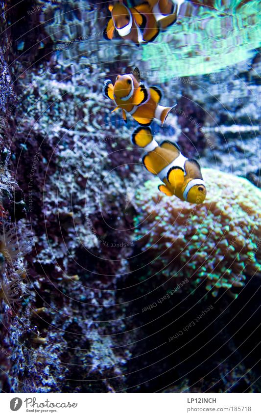 underwater love Harmonious Well-being Spa Vacation & Travel Tourism Environment Nature Water Plant Coast Coral reef Ocean Wild animal Fish Aquarium 2 Animal