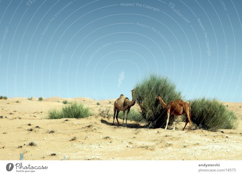 Rendezvous Vous Camel Dromedary Dubai To feed Feed Bushes Transport Desert Nutrition Sand