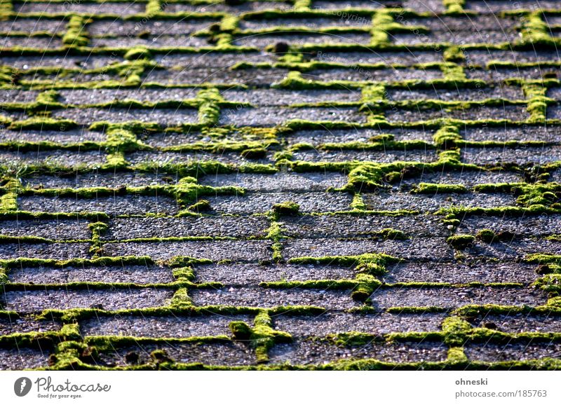Nothing going on without moss Environment Nature Autumn Plant Moss Stone Green Weed Paving stone Colour photo Exterior shot Twilight Light Shadow Contrast