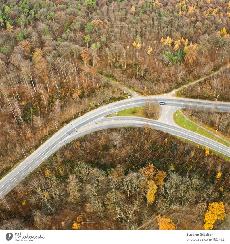 Autumn from above Landscape Tree Forest Outskirts Deserted Places Tourist Attraction Transport Traffic infrastructure Passenger traffic Street Crossroads