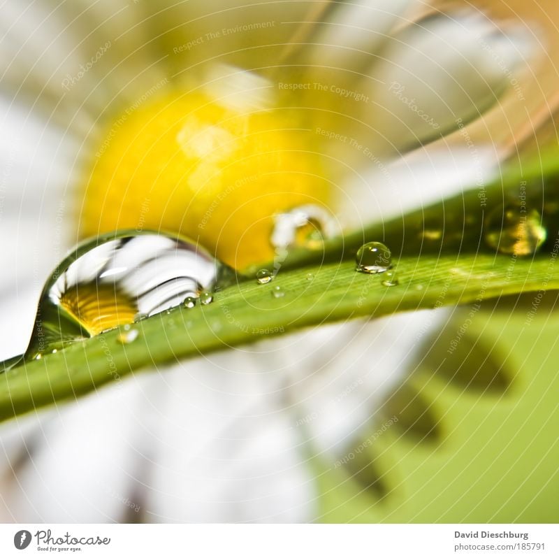 Tear of a Daisy Environment Nature Plant Drops of water Spring Summer Rain Flower Yellow Green Silver White Wet Uniqueness Blossom Dew Colour photo Close-up