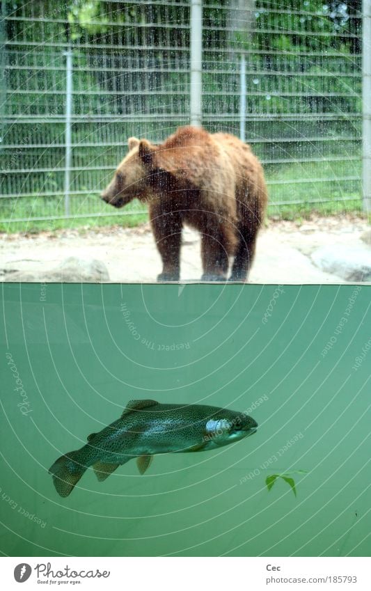 When there was peace. Nature Animal Water Leaf Pond Berne Wild animal Fish Zoo 2 Wait Green Appetite Calm Division Bear Brown bear Nutrition Enclosure Line
