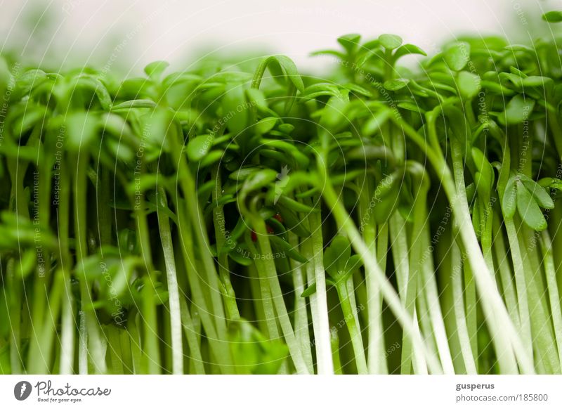 jazz ma cress Food Nutrition Lunch Buffet Brunch Banquet Business lunch Organic produce Finger food Asian Food Plant Delicious Natural Thin Green Colour photo