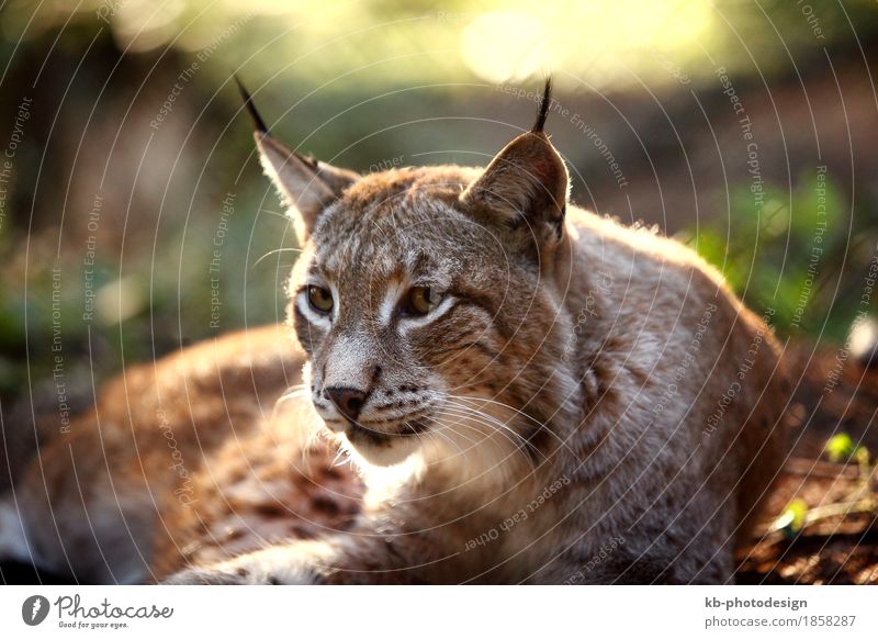Male lynx in the forest Zoo Wild animal Lynx Feeding Listening animals beard hair big big cat booty brown caught Eurasian For mammal meadow protection strong