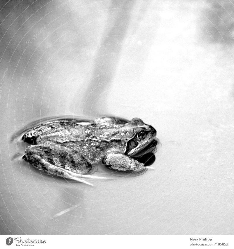 I am a frog but thats ok Environment Nature Animal Water Climate Frog 1 Love of animals Environmental protection Painted frog Black & white photo Exterior shot