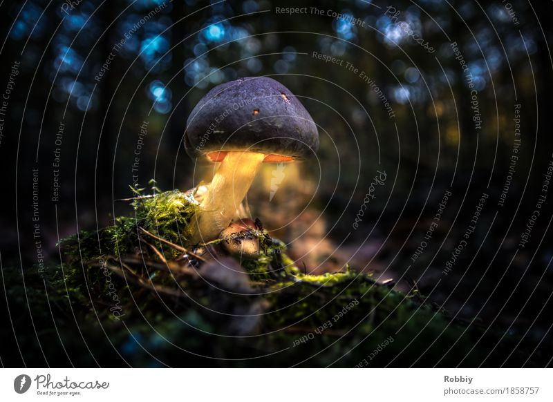 Lumos funghi Nature Mushroom Forest Illuminate Dark Mystic Mystery Flare Light Light (Natural Phenomenon) Lighting Mushroom cap Forest walk Colour photo
