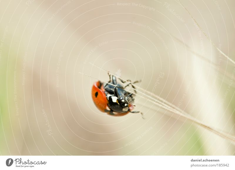 !!!! happy birthday - photocase !!!! Summer Grass 1 Animal Movement Success Contentment Happy Mobility Lanes & trails Future Ladybird Macro (Extreme close-up)