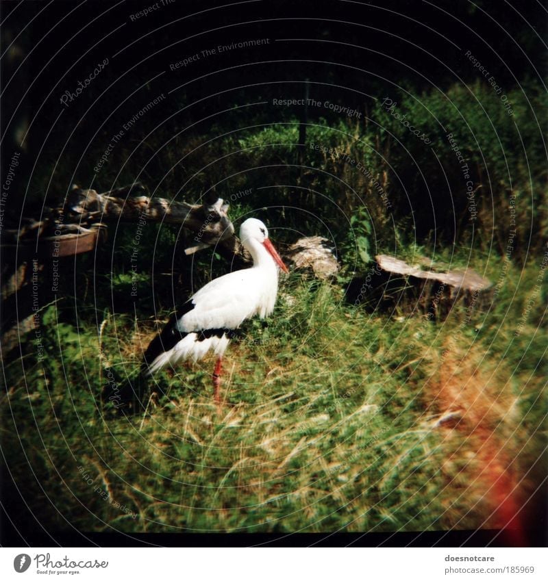 Happy Birthday, Photocase! Animal Wild animal Bird 1 Stand Stork Diana Medium format Analog Roll film Patch of light Zoo Wilderness Meadow Vignetting
