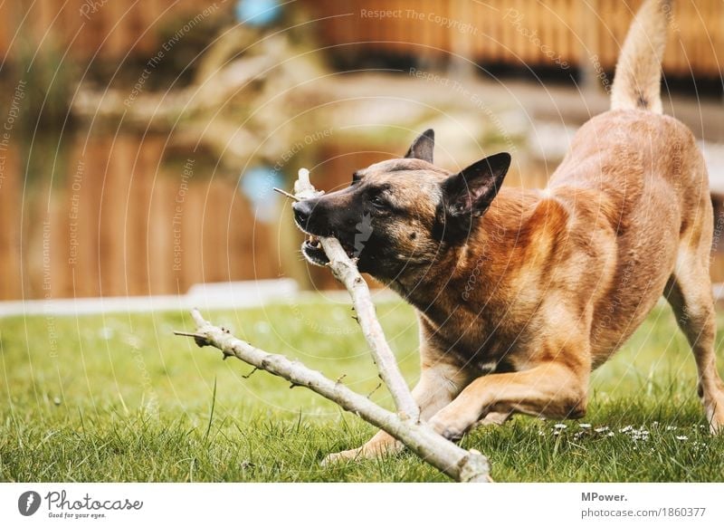 player Water Animal Pet Dog 1 Playing Aggression Athletic Shepherd dog Branch Meadow Pelt Friendship Colour photo Exterior shot Day Shallow depth of field