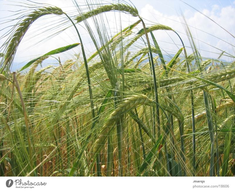 barley field Yellow Field Barley Meadow Growth Mature Agriculture Summer Nature Blossoming Grain Extend marqs
